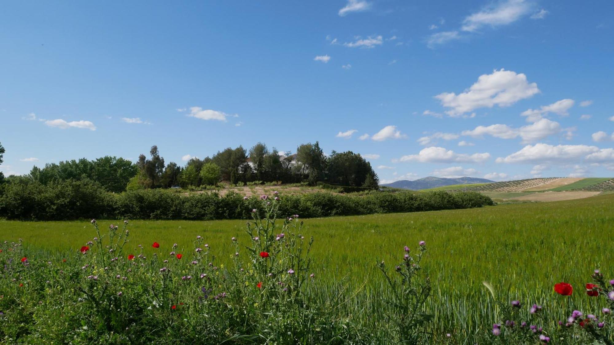 Cortijo La Gineta Konuk evi Alcalá la Real Dış mekan fotoğraf